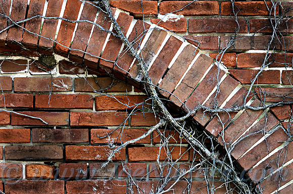Vines