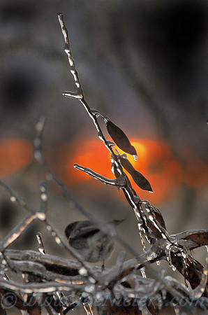 Icy Morning