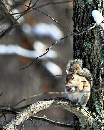Feasting on Hickory090301_15171485