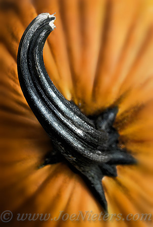 Pumpkin